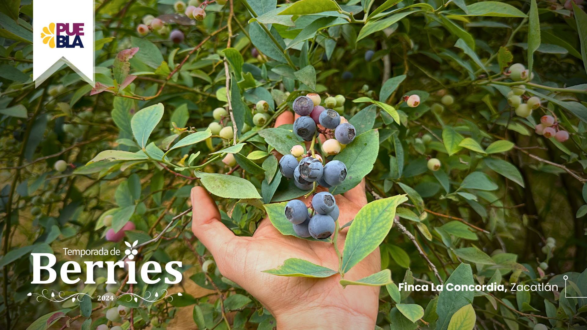 Berries 1