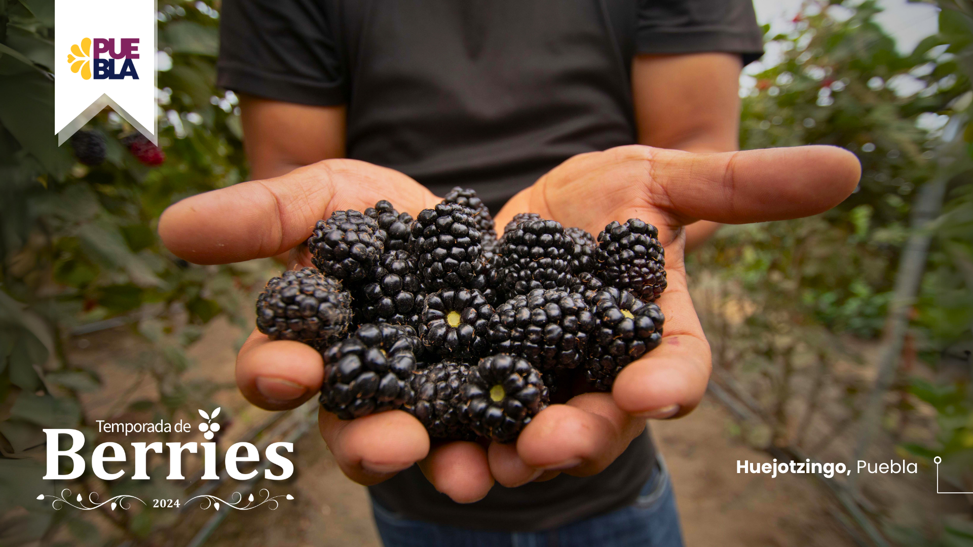 Berries 3