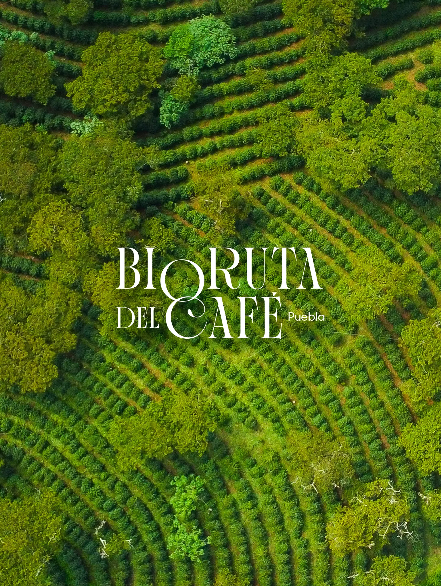 Bioruta del Café