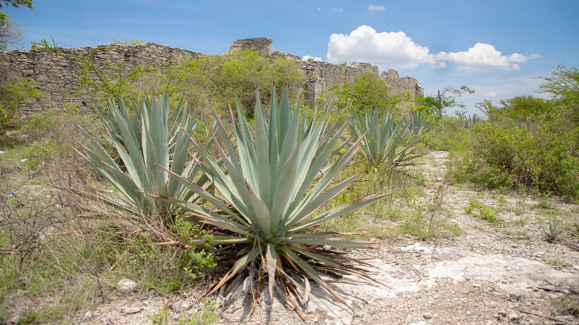 El Arte del Mezcal en Imágenes