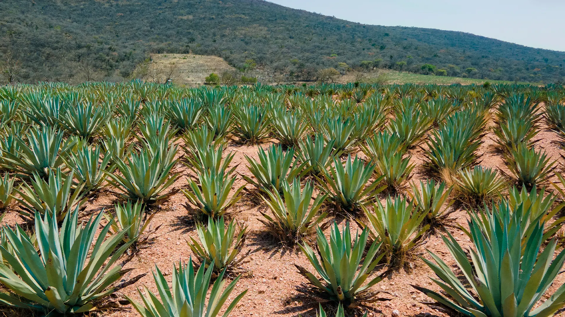 El Arte del Mezcal en Imágenes