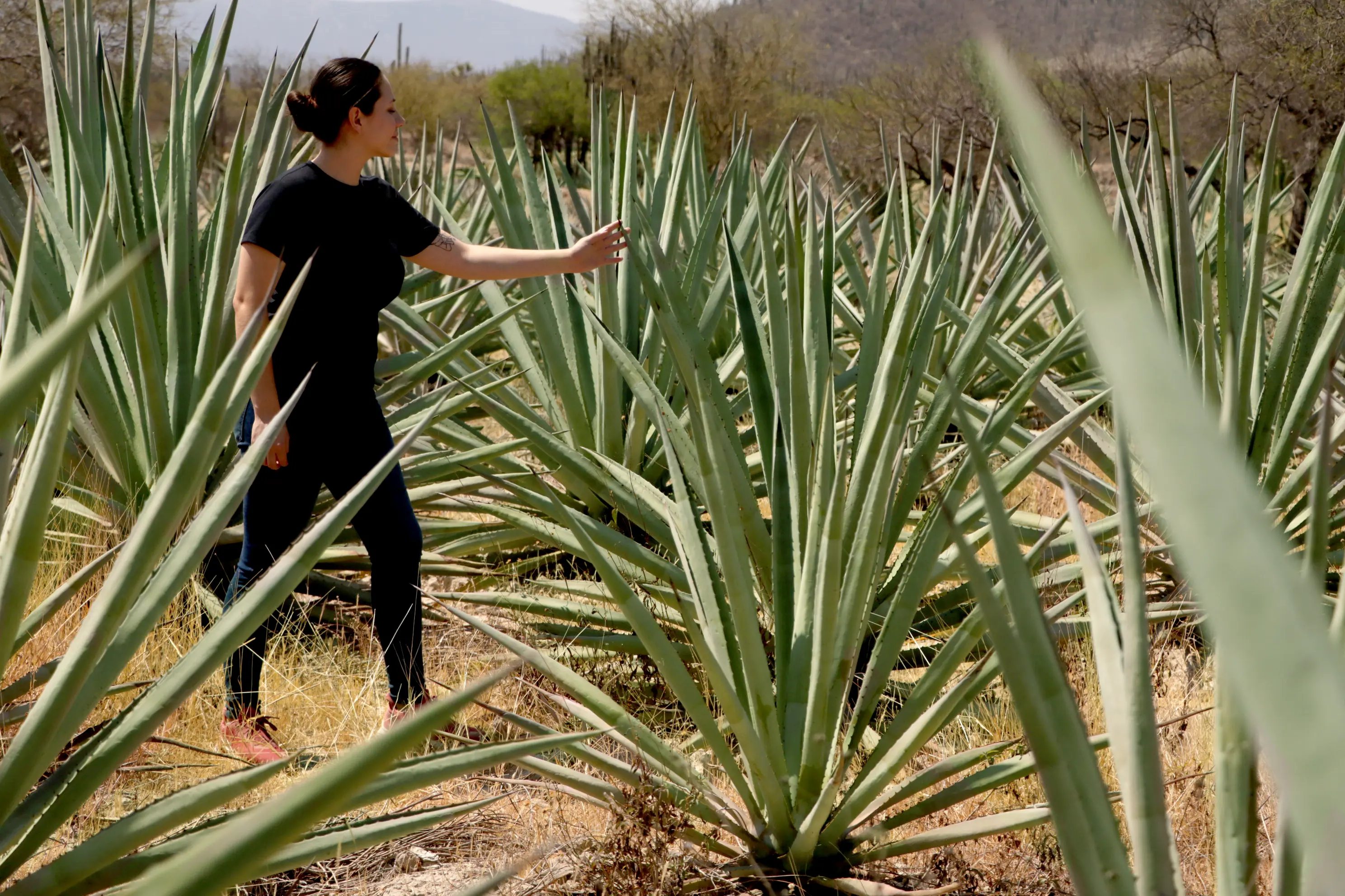 El Arte del Mezcal en Imágenes