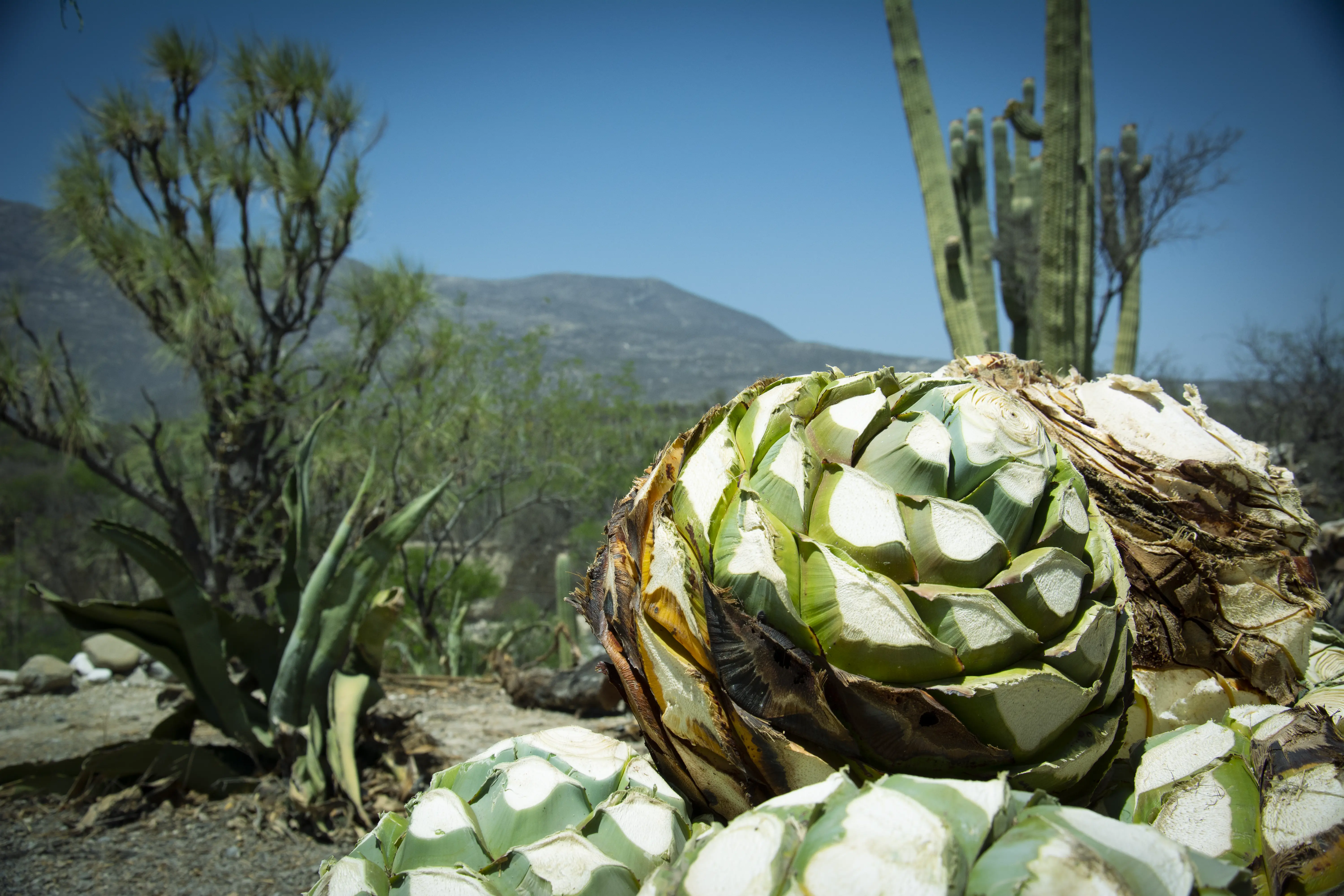 El Arte del Mezcal en Imágenes