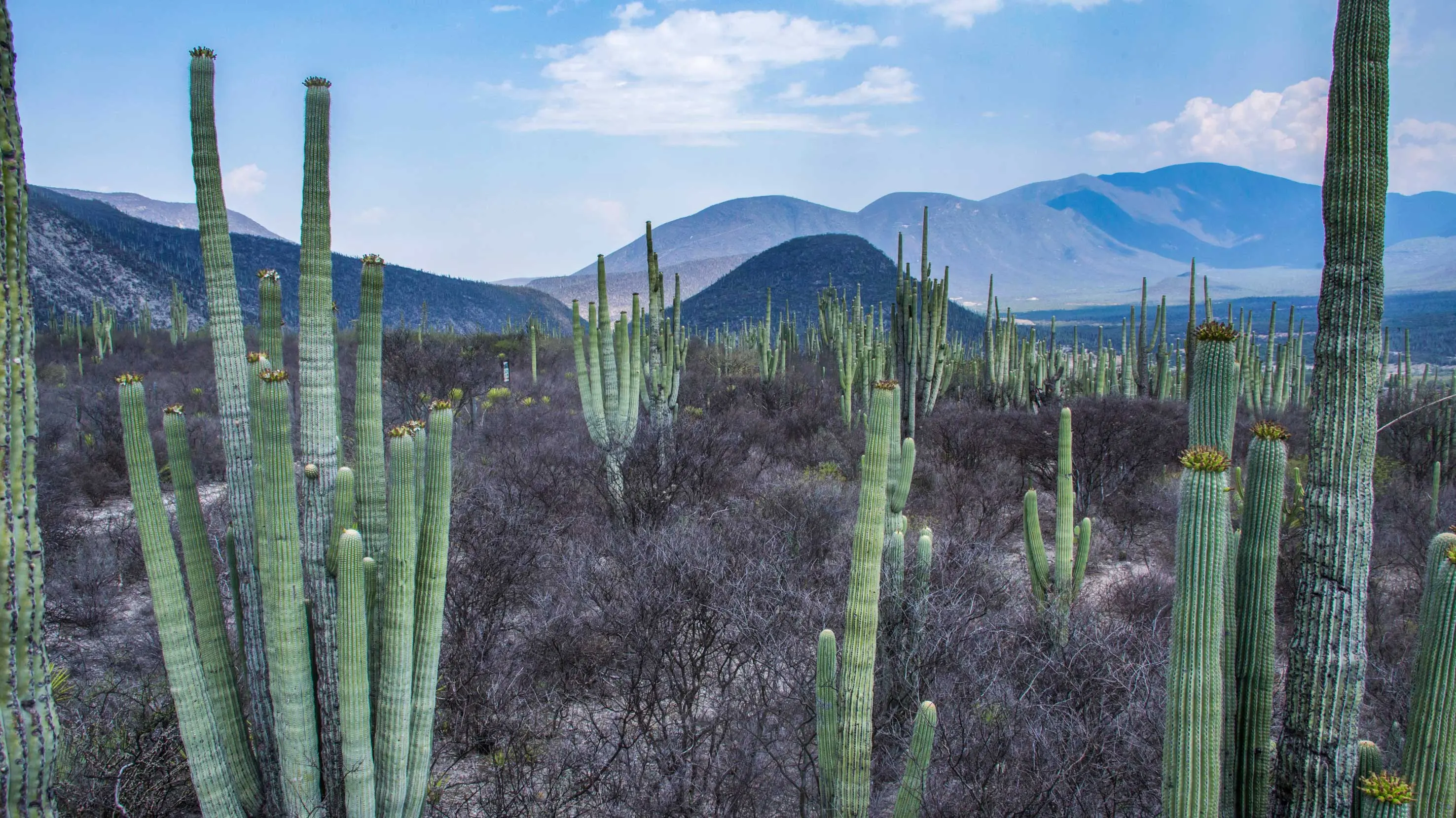 Tehuacán y Sierra Negra